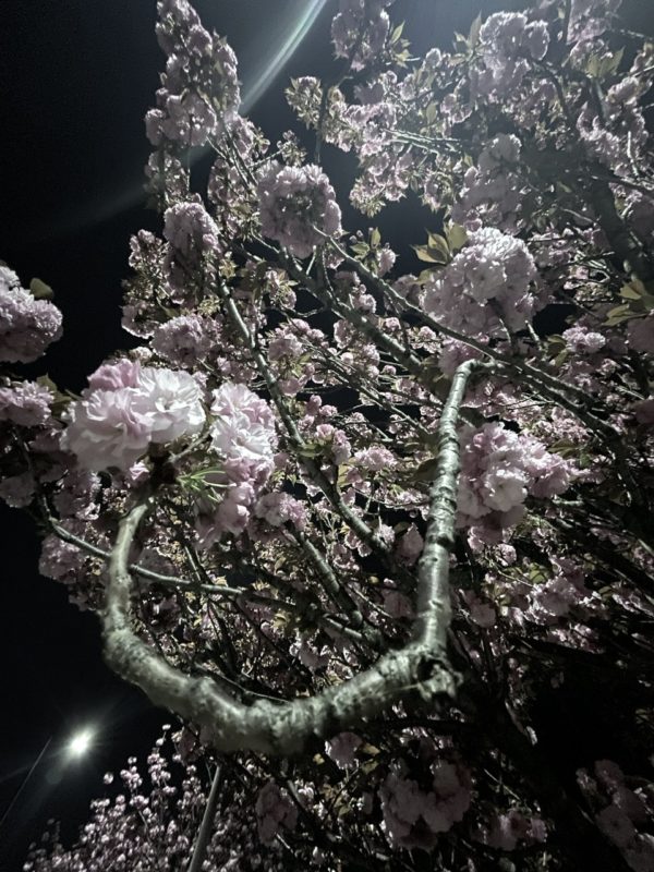 八重桜osatokyo