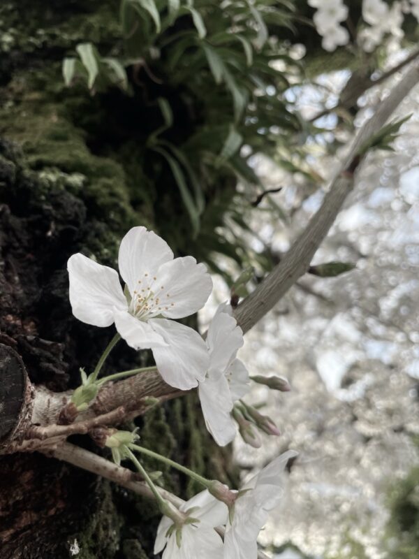 桜osatokyo