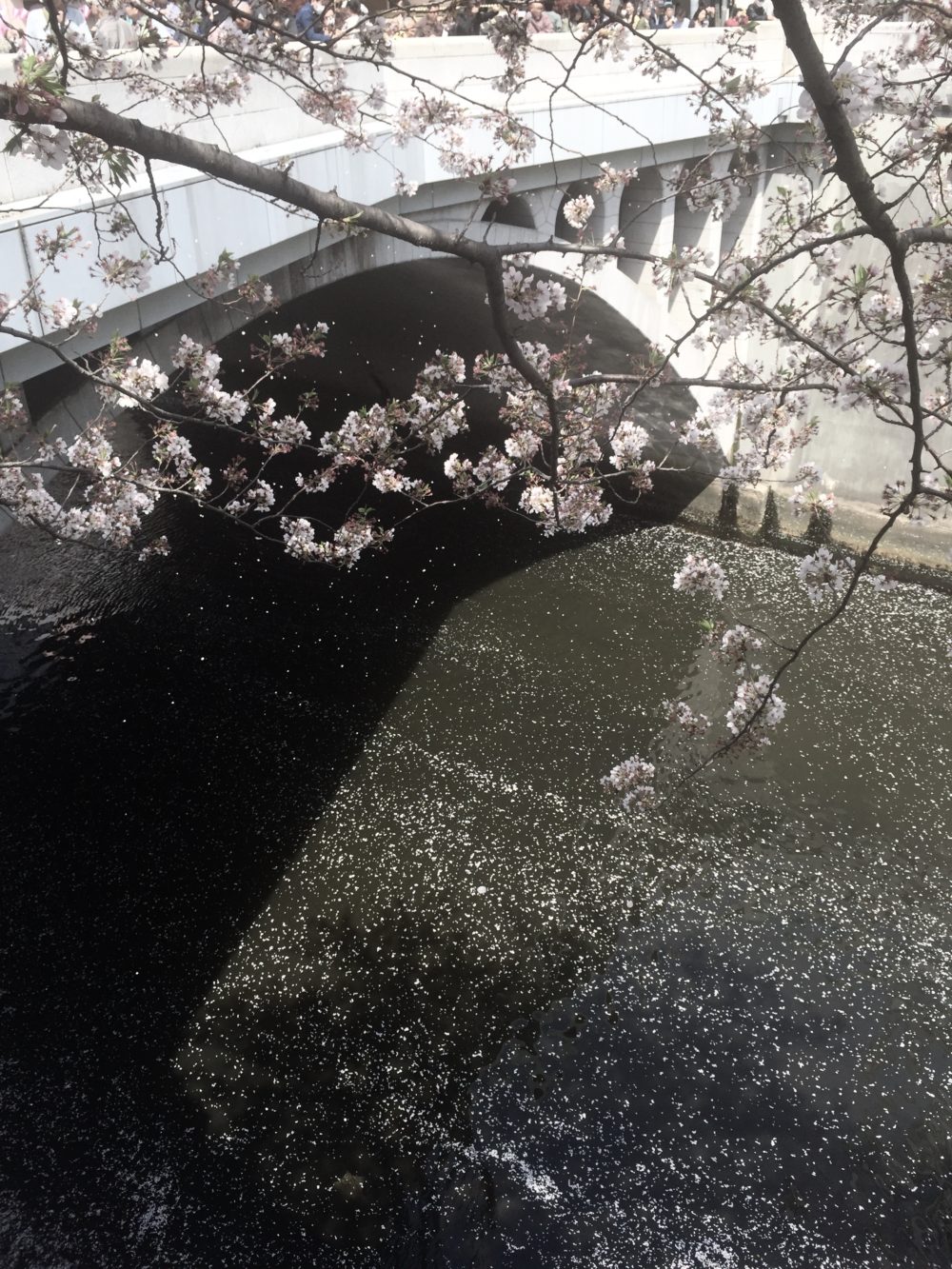 桜osa tokyo