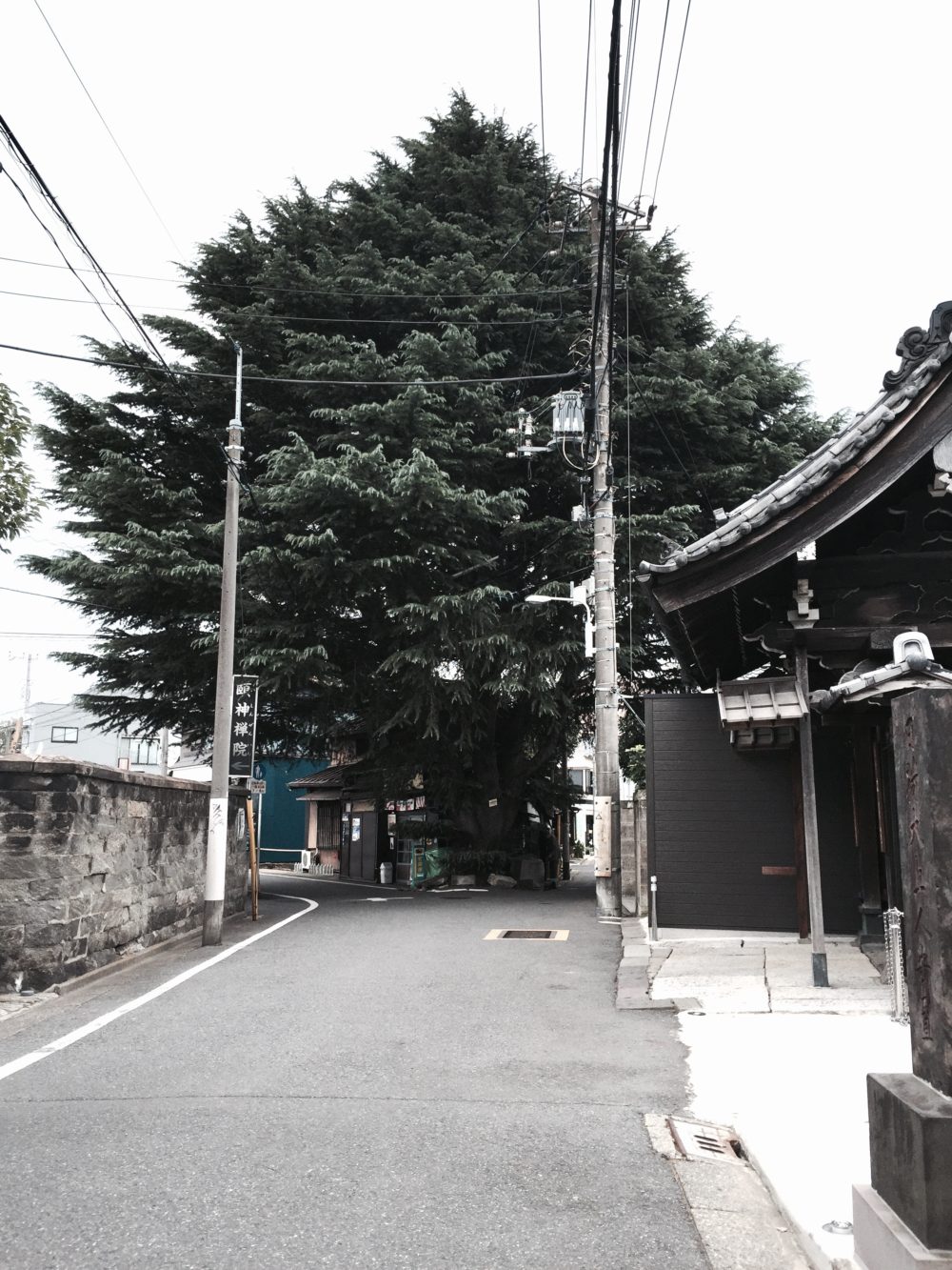 ヒマヤラ杉osatokyo