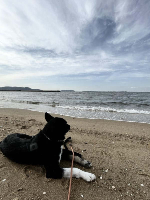 海と犬osatokyo