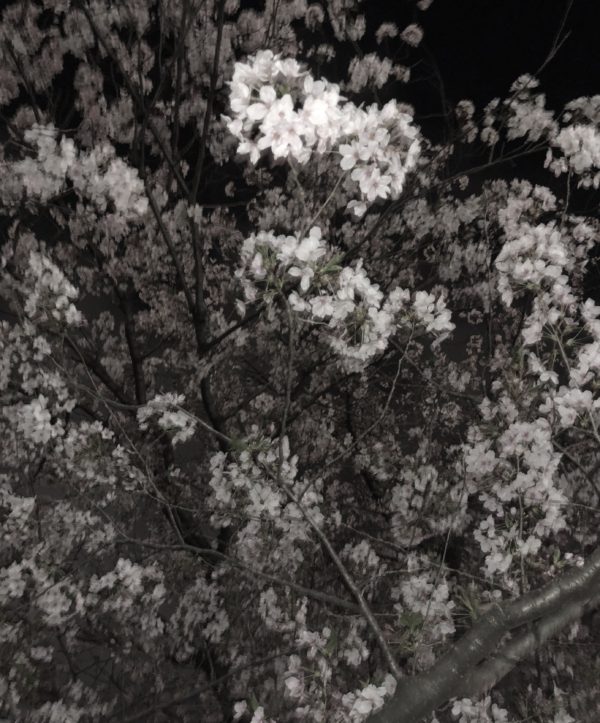 夜桜osatokyo