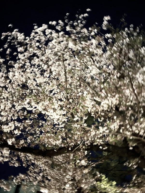 夜桜osatokyo