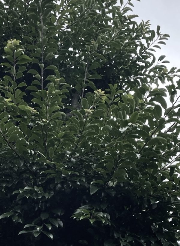 くろがねもちosatokyo