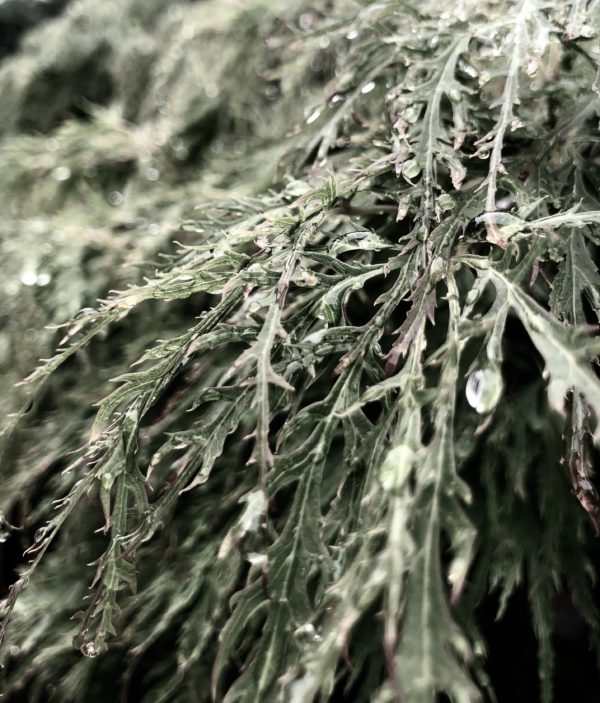 雨上がりosatokyo