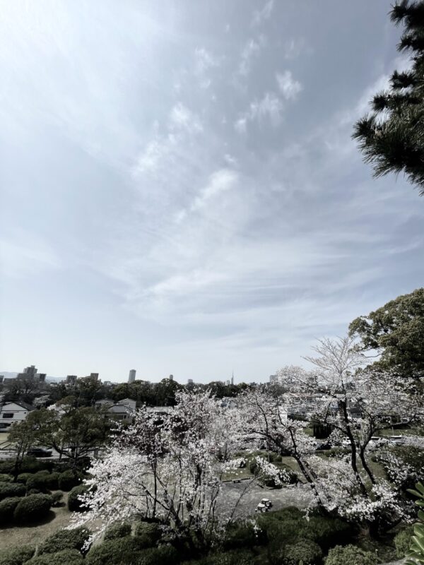 空と桜osatokyo