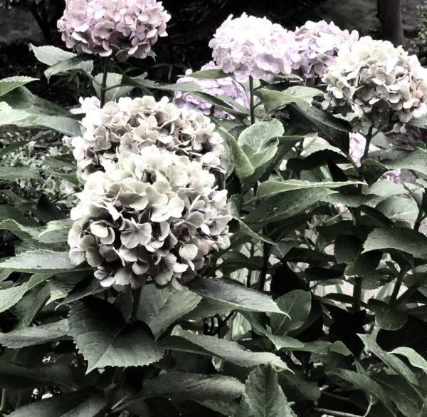 タチガレ osatokyo