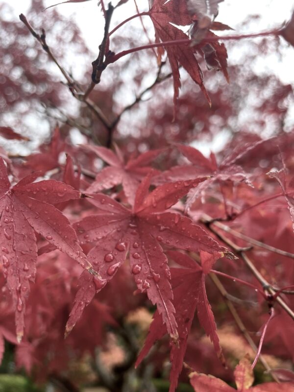 宗像大社osatokyo