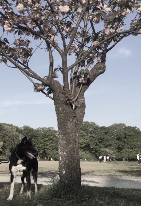 犬と八重桜 osatokyo