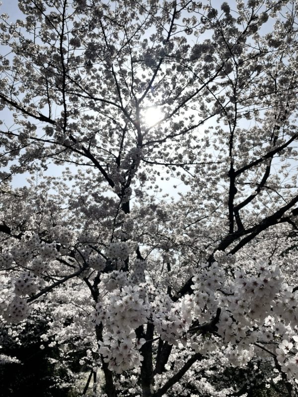 桜osatokyo