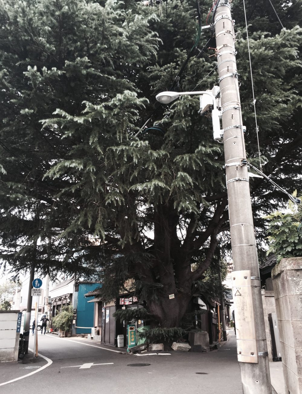 ヒマラヤ杉osatokyo