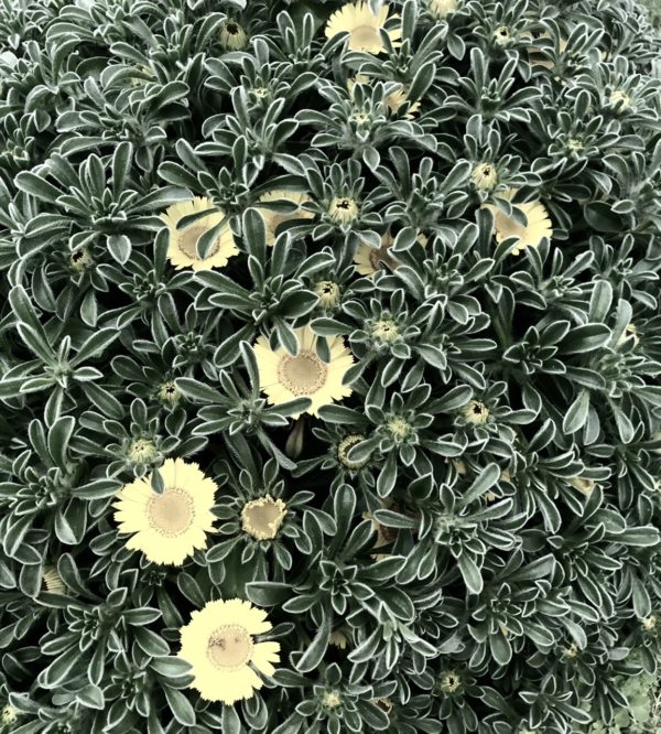 ゴールドコインosatokyo