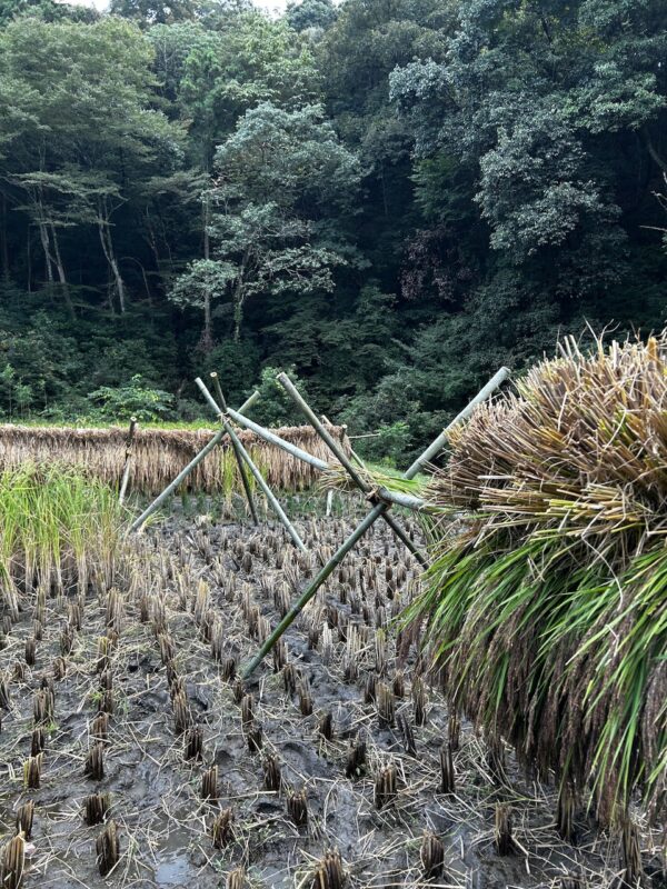 稲刈りosatokyo
