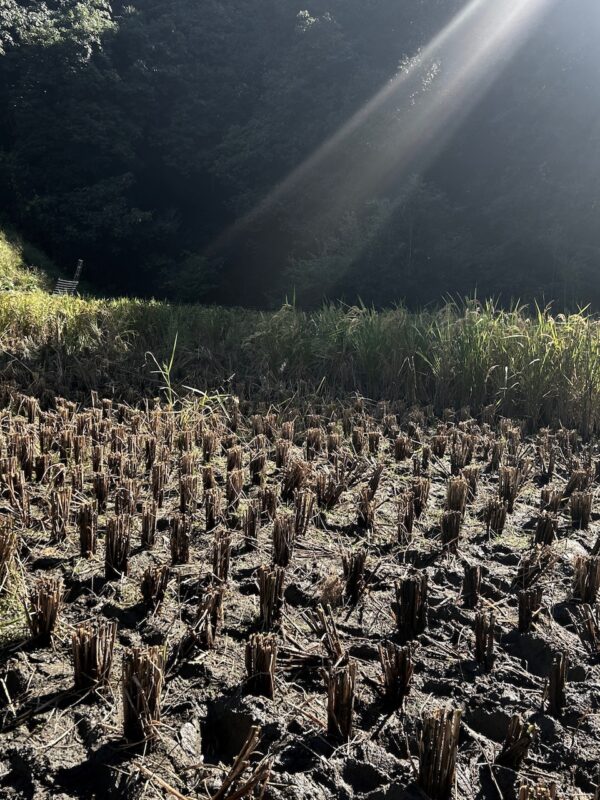 稲刈りosatokyo
