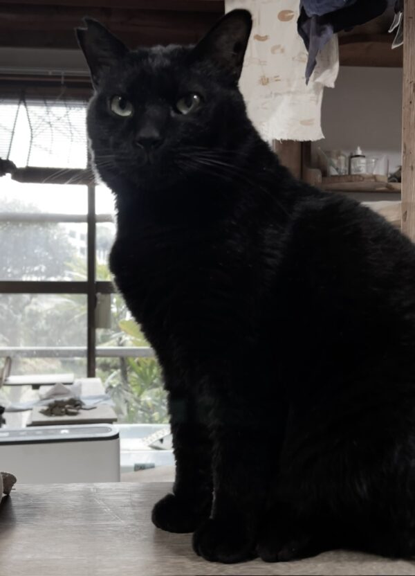 黒猫先生osatokyo