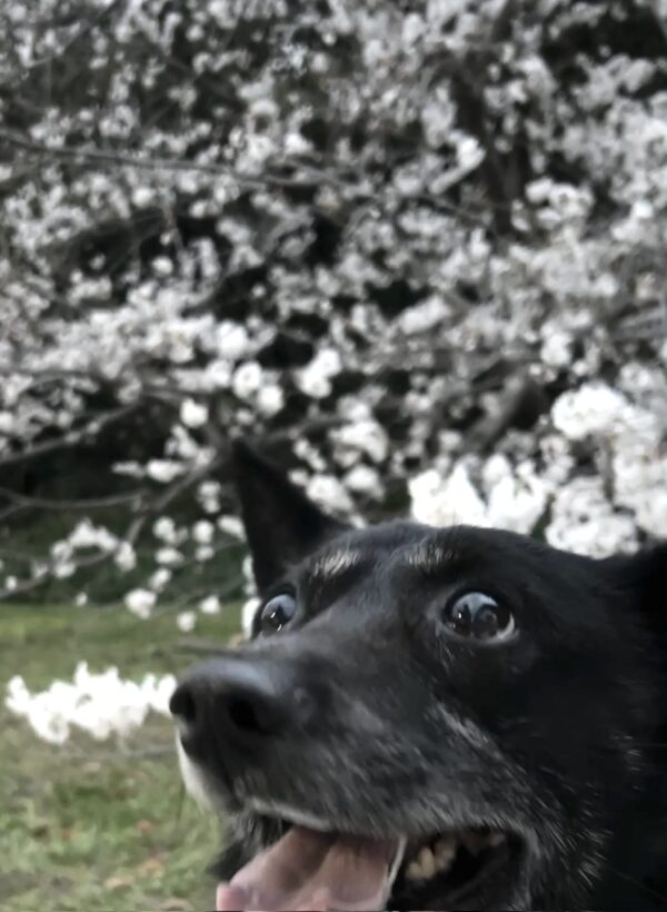 犬と桜osatokyo