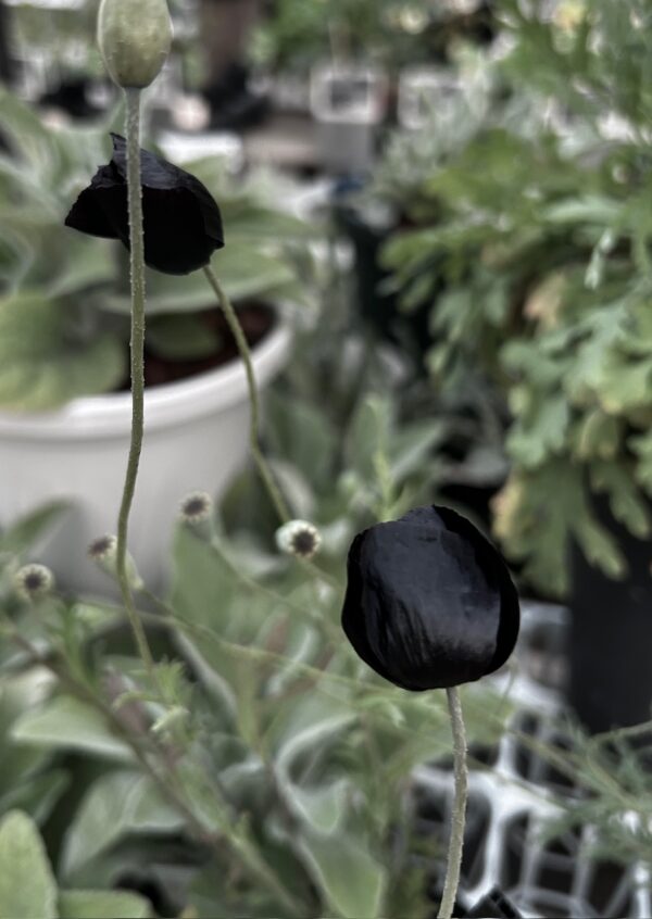 ブラックマジックosatokyo