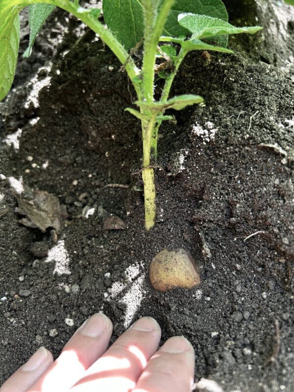 ジャガイモosatokyo