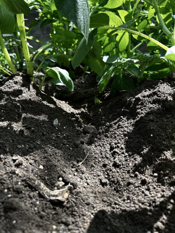 じゃがいもosatokyo