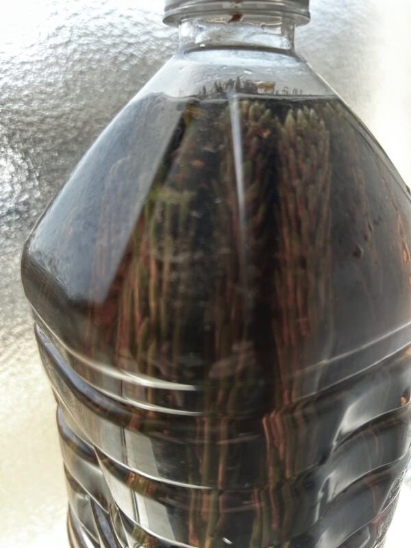 松葉サイダーosatokyo