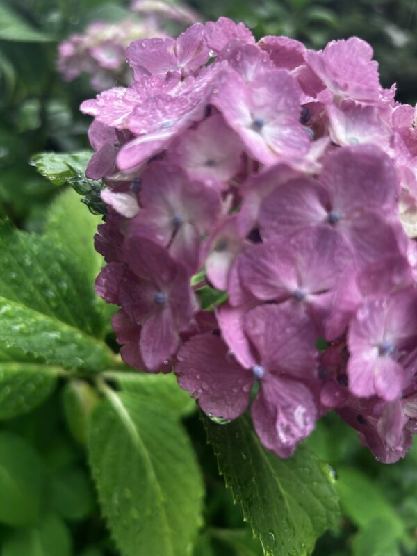 紫陽花osatokyo