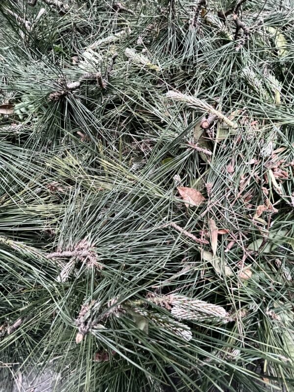 こんもりosatokyo