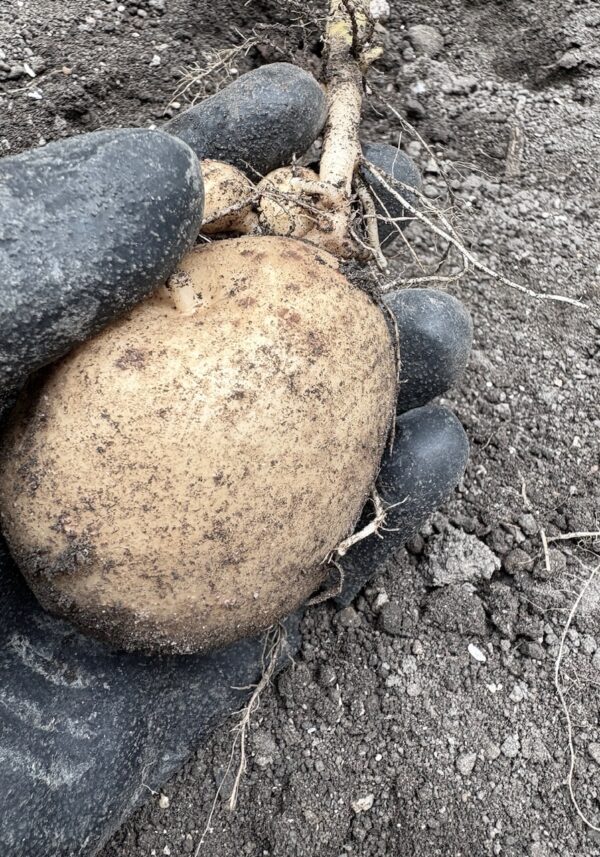 じゃがいもosatokyo