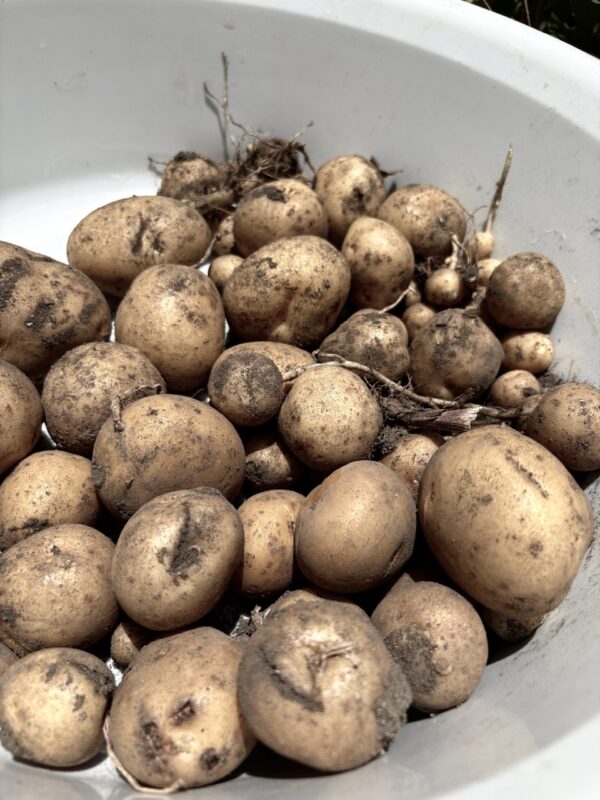 じゃがいもosatokyo