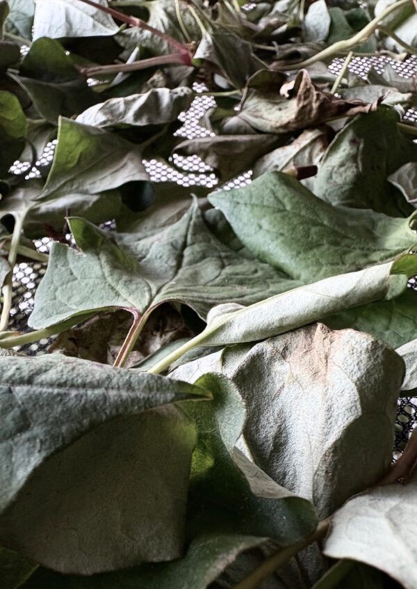 どくだみosatokyo