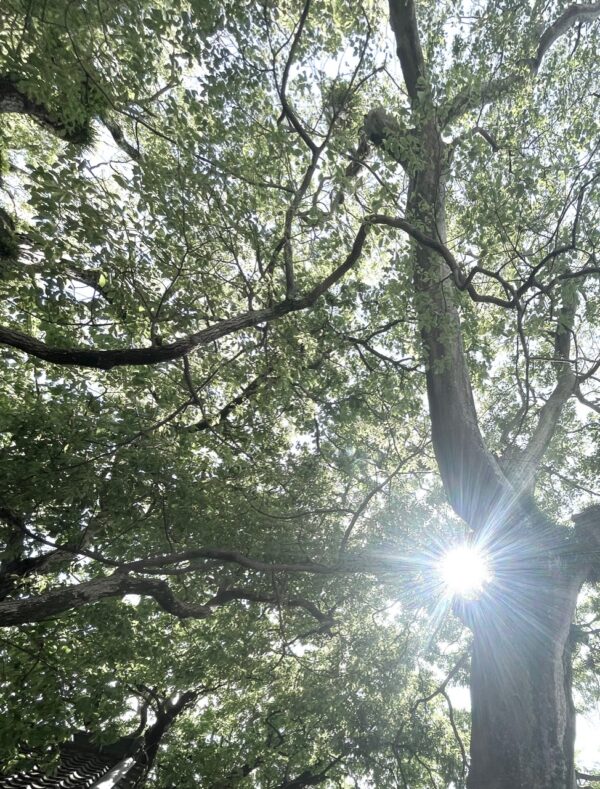 木漏れ日osatokyo