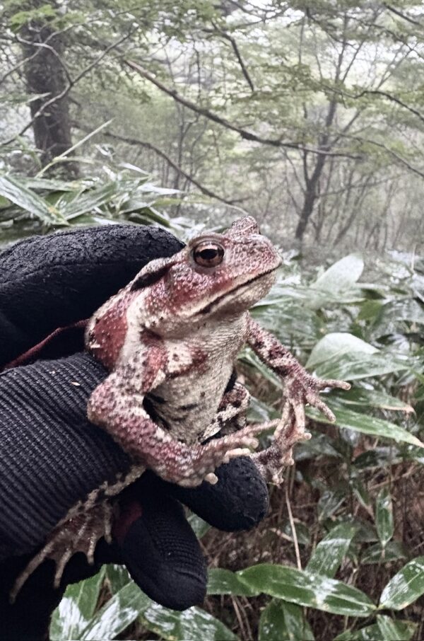 ヒキガエルosatokyo