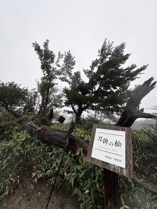 刀掛けの松osatokyo