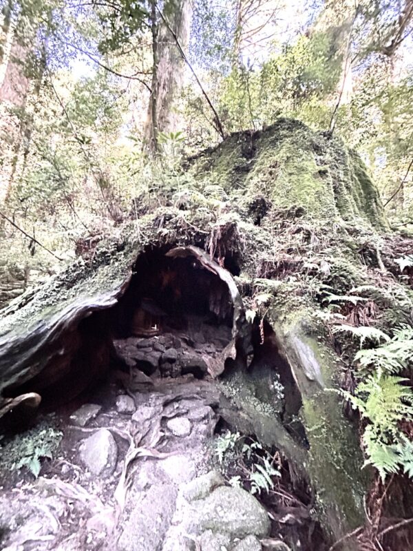 ウィルソン株osatokyo