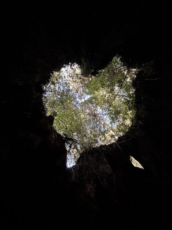 ウィルソン株osatokyo