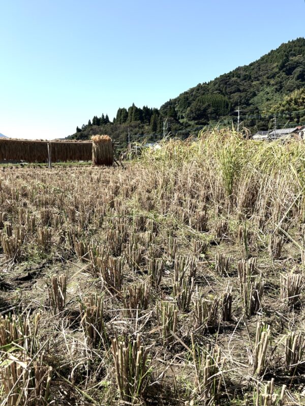 稲刈りosatokyo
