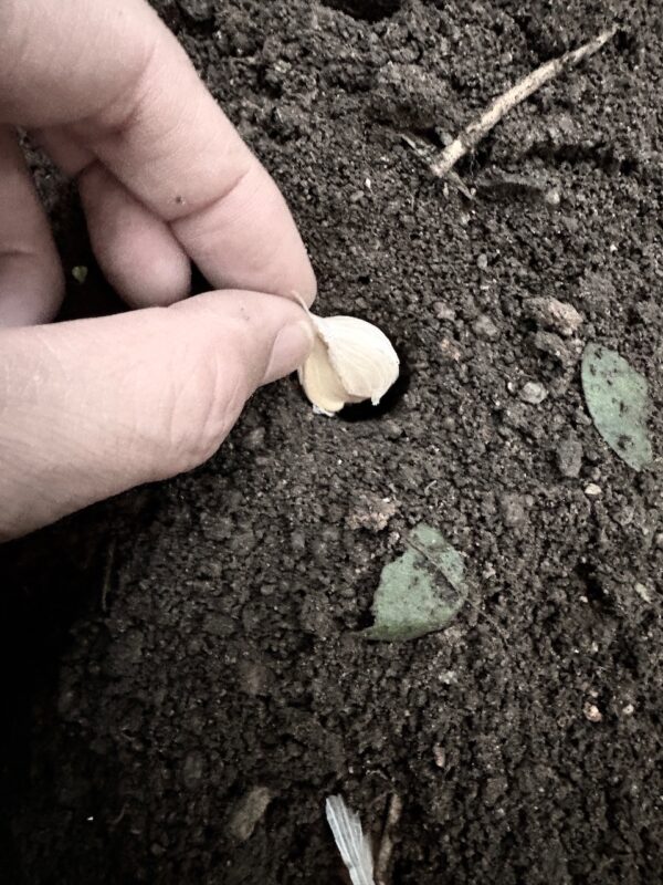 にんにくosatokyo