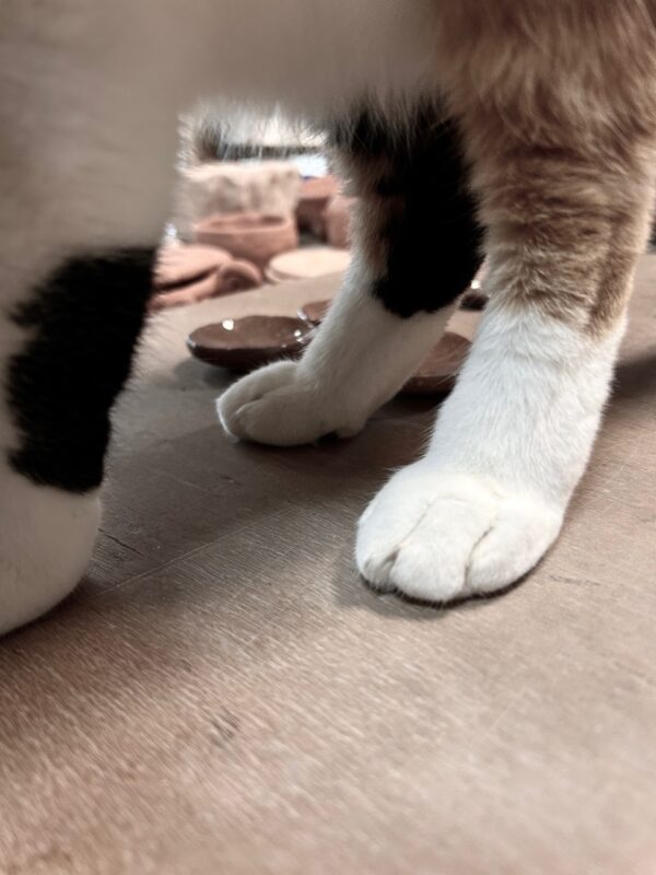 猫の足osatokyo
