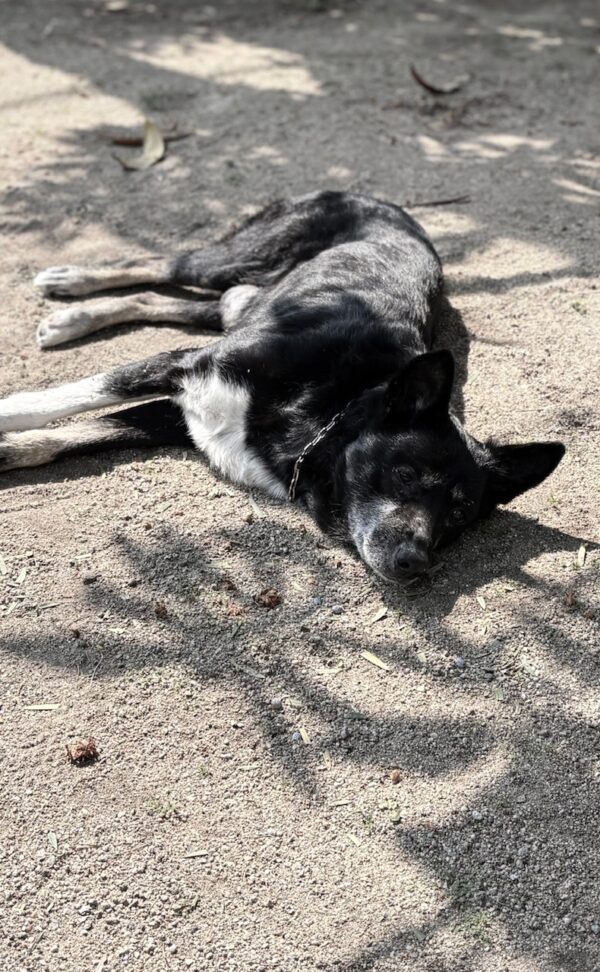 日向ぼっこosatokyo