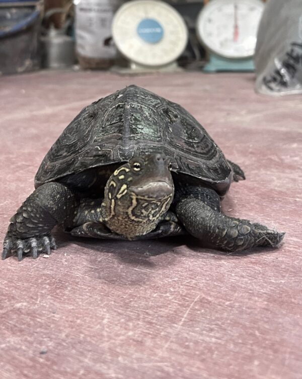 古代くんosatokyo