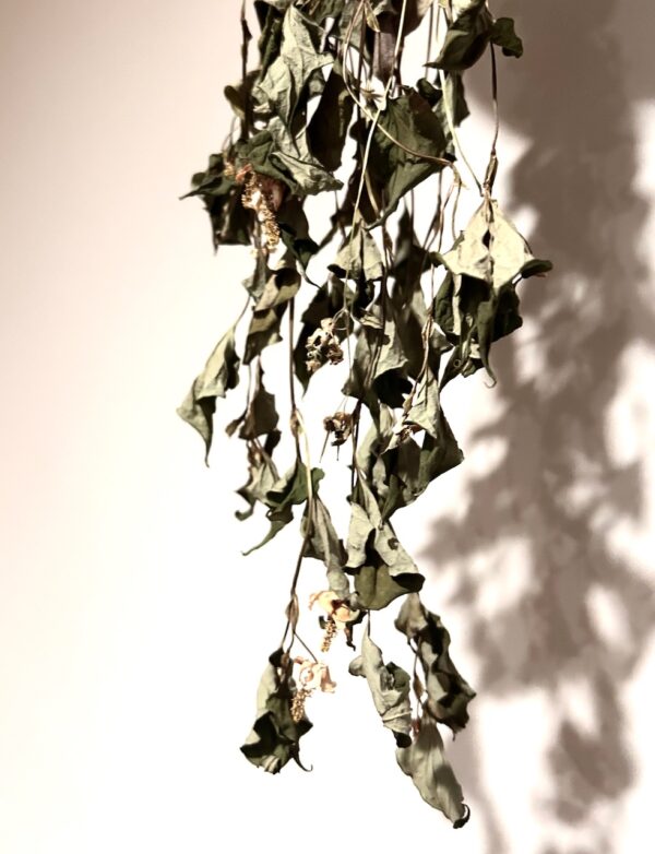 どくだみ茶osatokyo