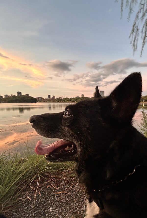 犬と夕日osatokyo