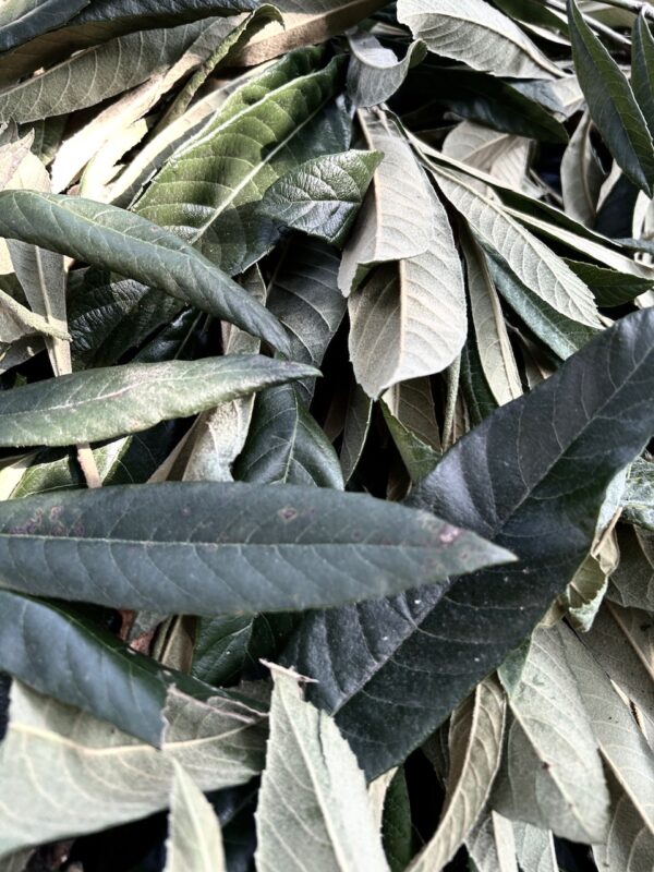 枇杷の葉osatokyo